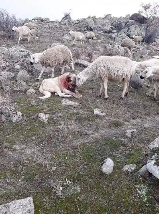 A dog with visible blood on its neck lies motionless on a rocky, grassy hillside, surrounded by several sheep. One sheep is…