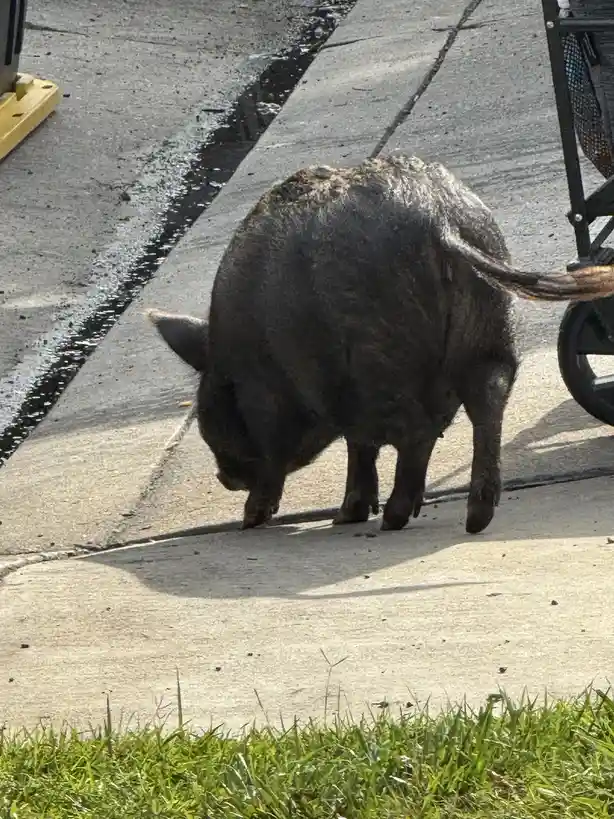 A large, dark-colored pig is seen from behind, walking on a concrete sidewalk next to a grassy area and a stroller wheel…