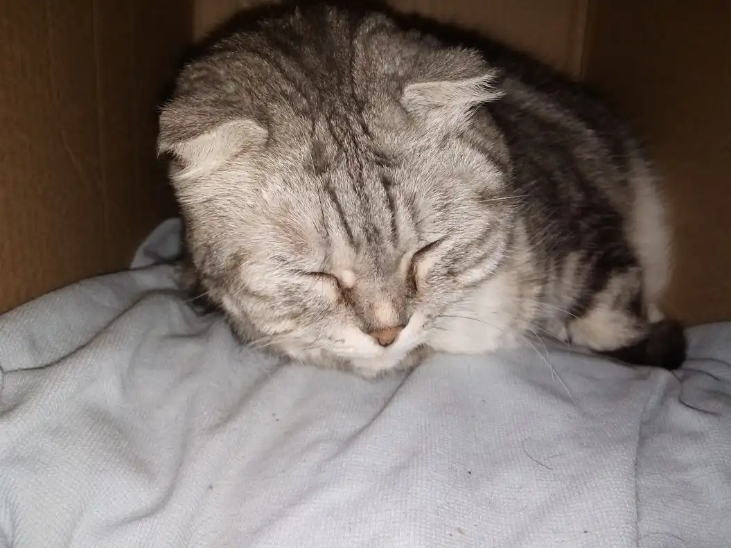 A gray tabby cat with folded ears is curled up and sleeping soundly inside a cardboard box, resting on a light gray blanket…