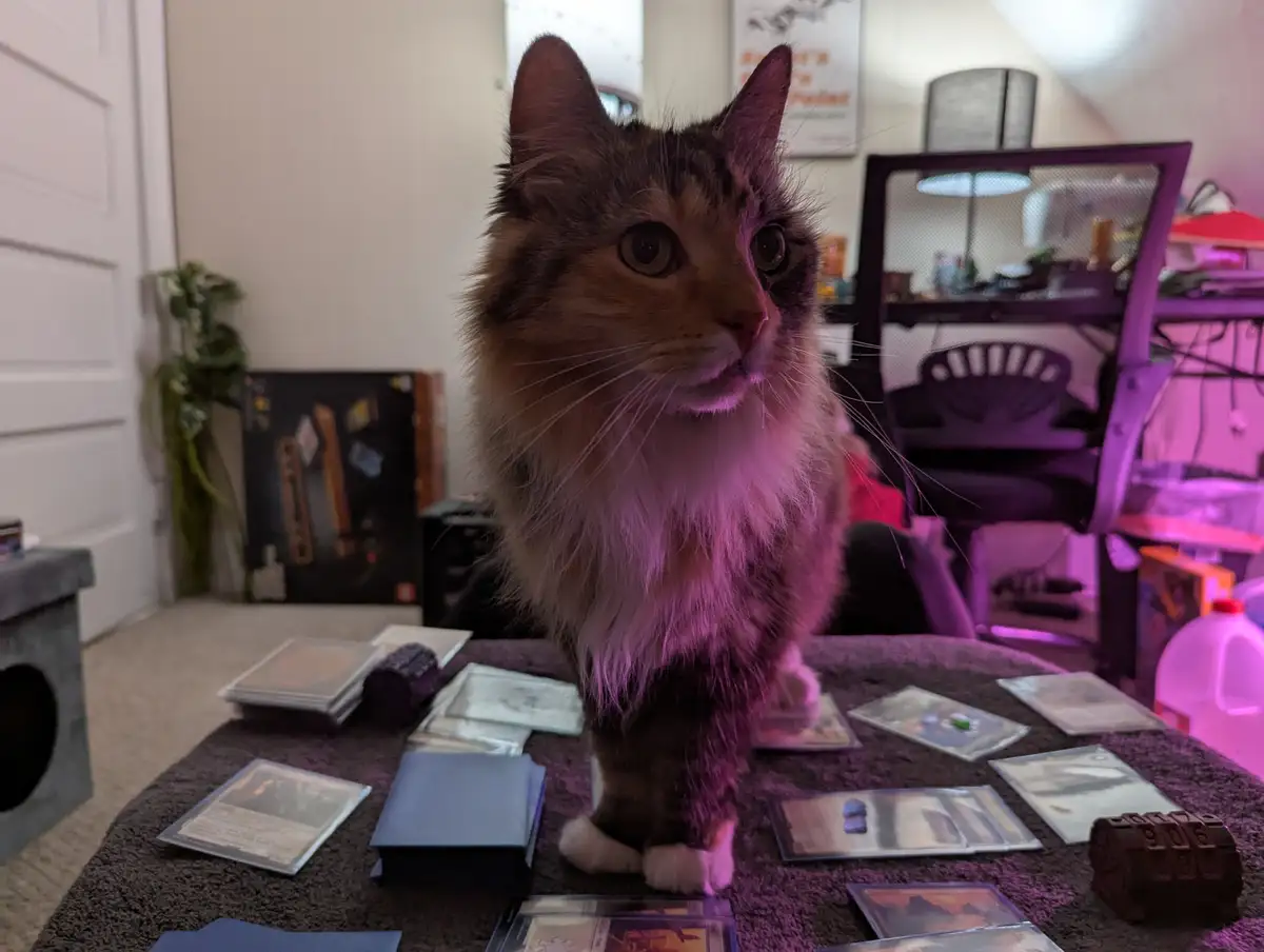 A fluffy, long-haired cat with wide, startled eyes stands on a table covered in Magic: The Gathering cards and game pieces…