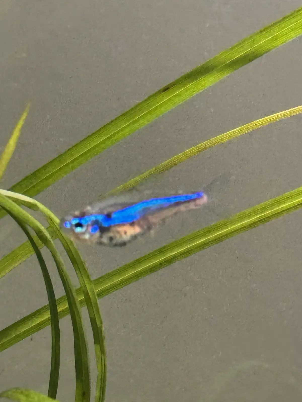 Tetra with Unique Spots