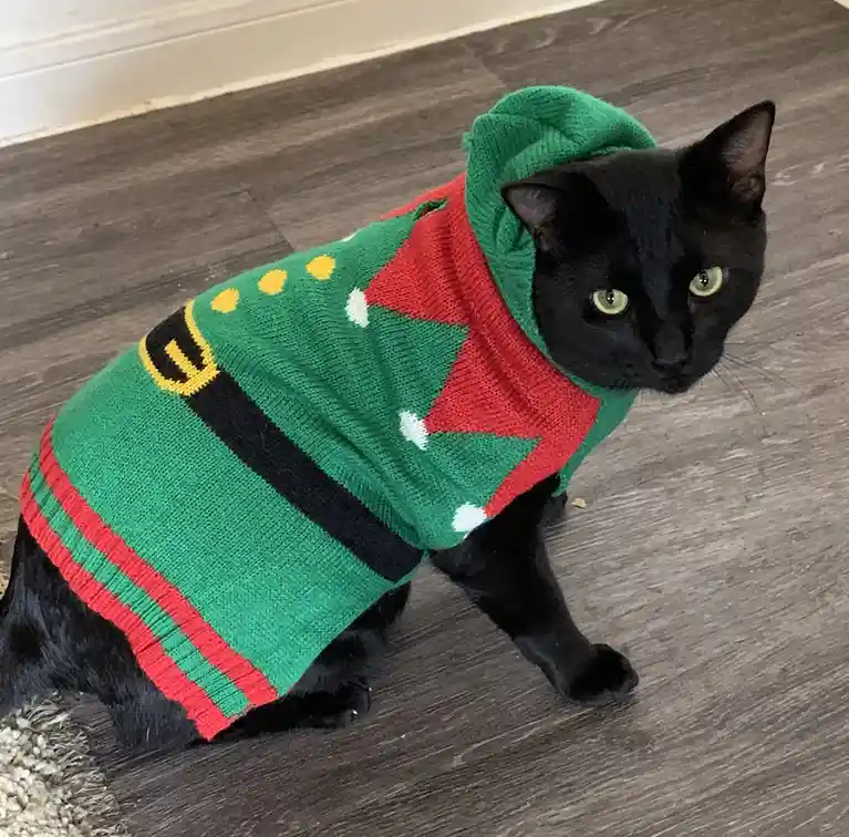 A black cat with green eyes sits on a dark wood floor wearing a festive green, red, and black knitted sweater designed to…