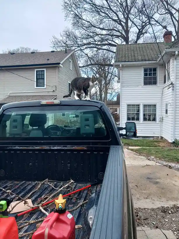 A tabby and white cat stands alert on the roof of a black pickup truck parked in a residential driveway. The truck bed…
