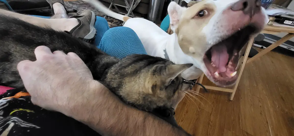 A person is holding a tabby cat while a white and tan dog with its mouth wide open in a yawn or growl is positioned behind…