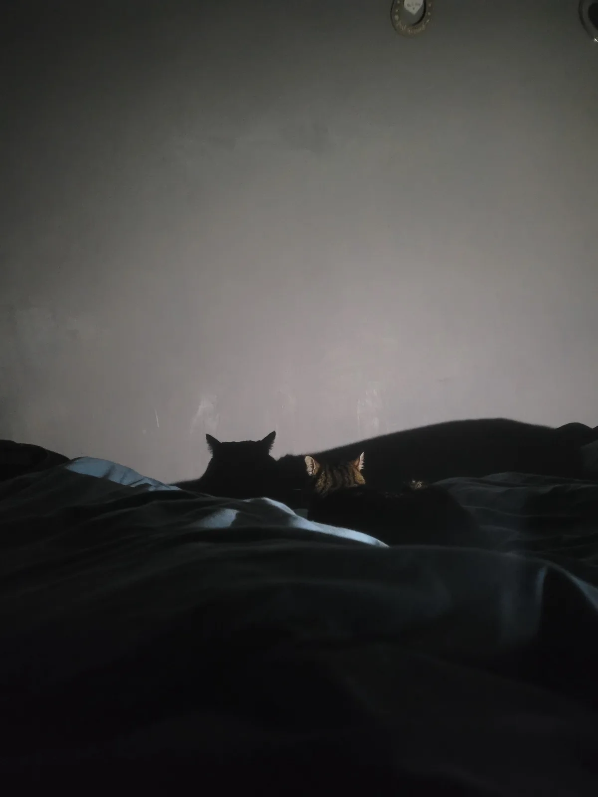 Two cats are seen from behind, lying on a dark bed in a dimly lit room, their forms mostly silhouetted against a pale wall…