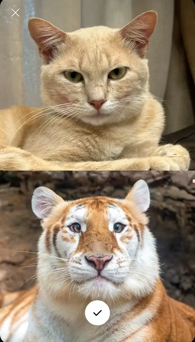 The image is split into two panels. The top panel shows a close-up of a calm, light-orange domestic cat with green eyes…