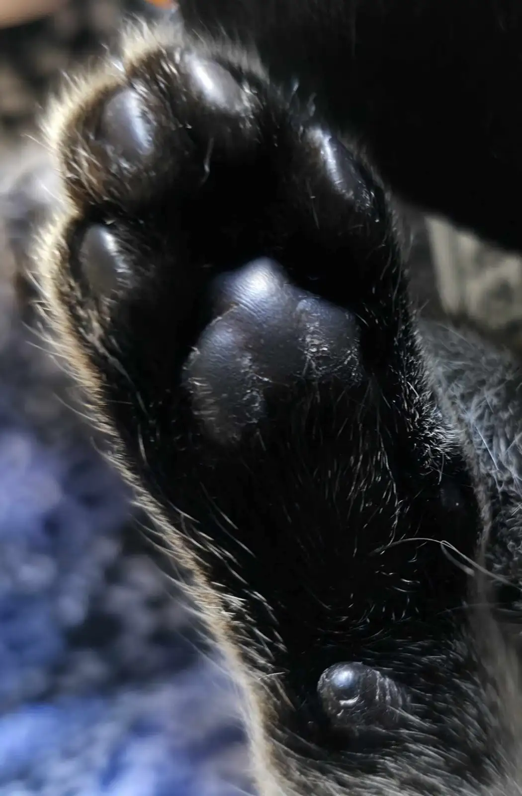 A close-up photo shows a dog's black paw with a large, round, shiny pad that looks like a perfect circle, surrounded by dark…