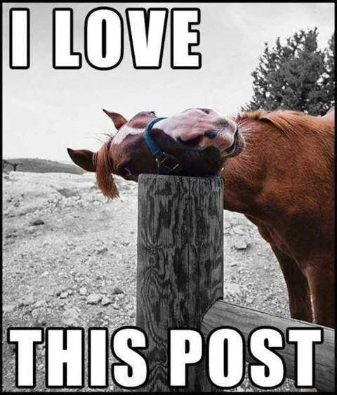 A brown horse with a blue halter leans its head over a wooden fence post, appearing to lick or nuzzle it. The image is…