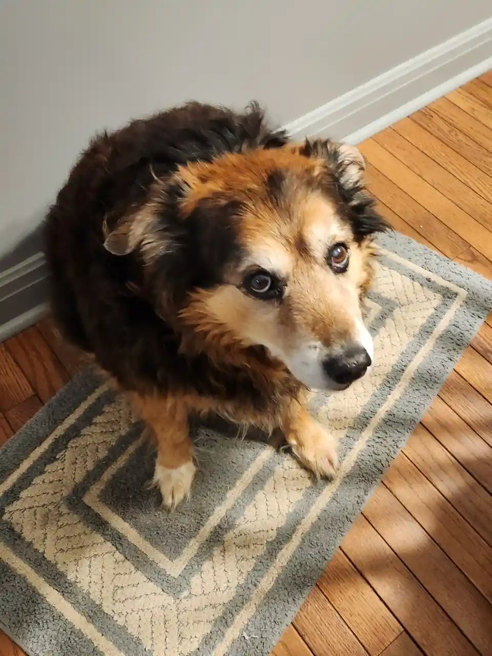 A fluffy brown and black dog with large, soulful eyes sits on a patterned rug on a wooden floor, looking up expectantly. The…