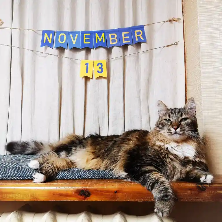 A fluffy tabby cat with green eyes lies languidly on a wooden windowsill atop a blue patterned cushion, looking bored…