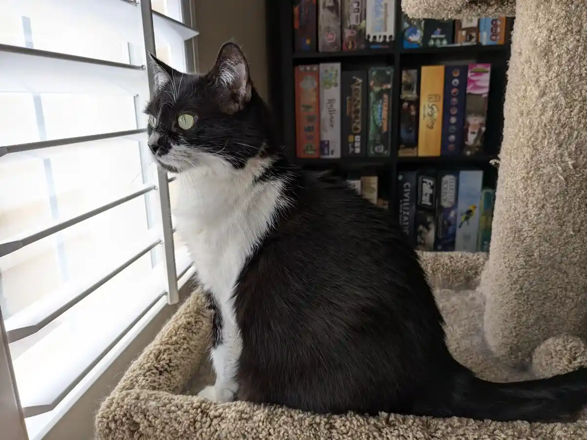 A black and white cat sits alertly on a beige carpeted cat tree, looking intently out a window with white blinds. Behind the…