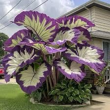 a large, ornamental plant with enormous purple and white variegated leaves stands prominently in a residential front yard…