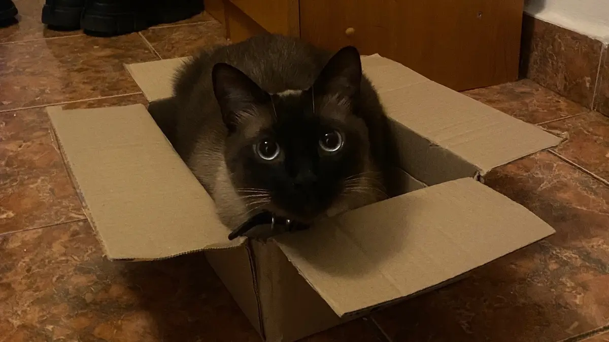 A Siamese cat with dark fur and large, round eyes is sitting inside an open cardboard box on a tiled floor. The cat is…