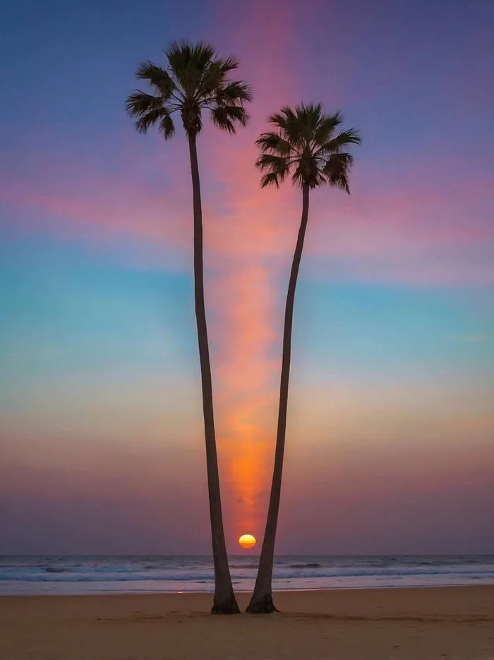 A serene beach sunset photo featuring two tall palm trees silhouetted against a vibrant sky of pink, orange, and blue hues…