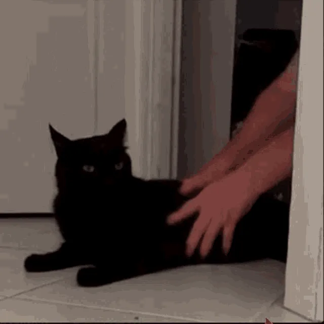 Just a cute cat doing cat things