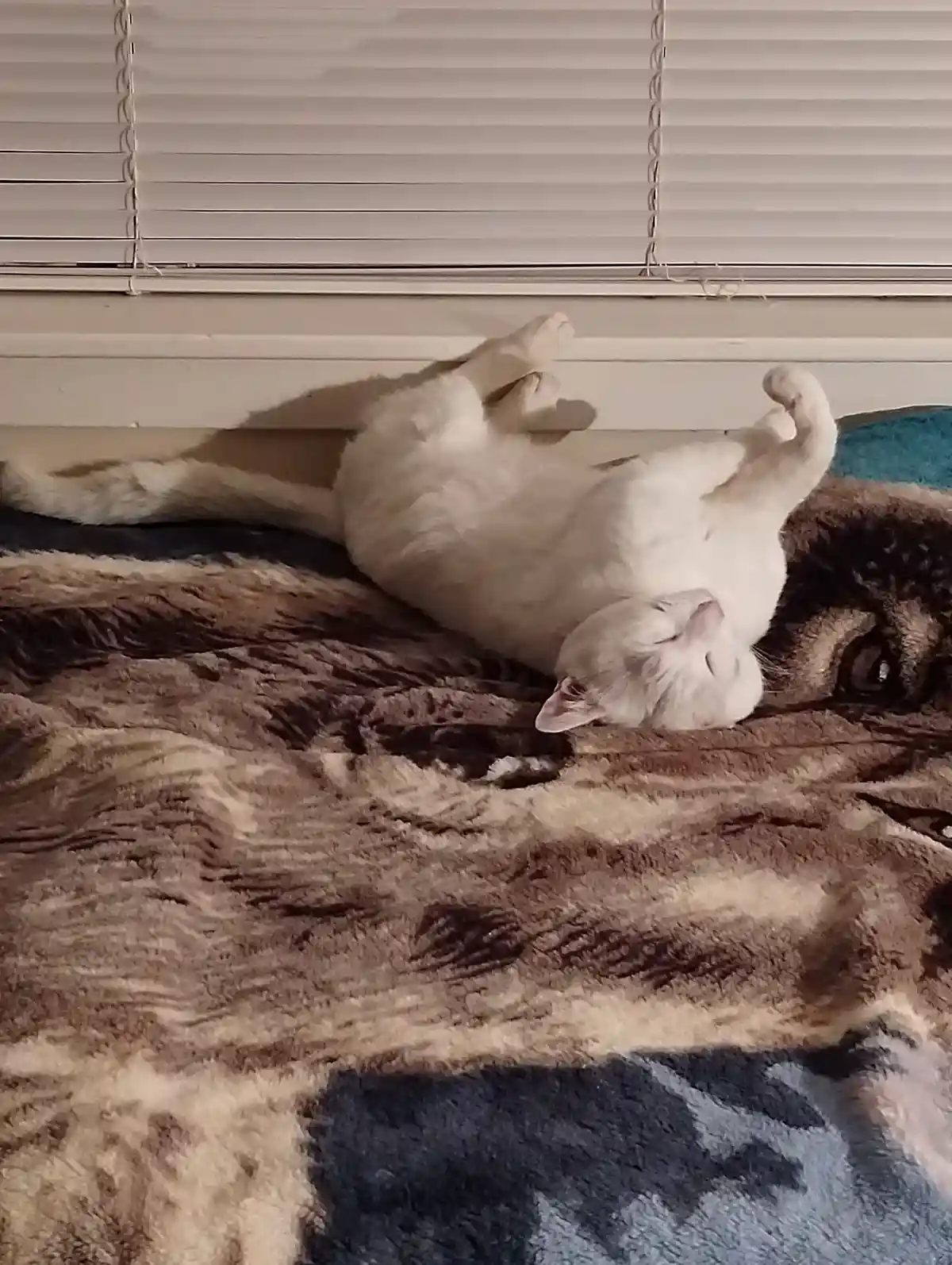 A white cat is lying on its back on a fluffy brown and blue blanket, paws curled up, eyes closed, appearing deeply relaxed…