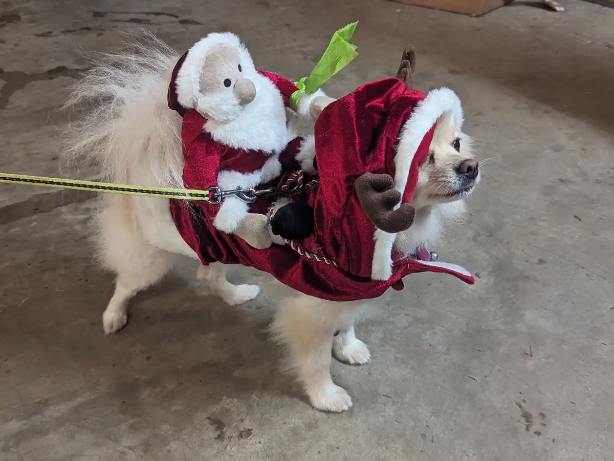 A small, fluffy white dog wears a red velvet reindeer costume with antlers and a harness, carrying a plush Santa Claus doll…
