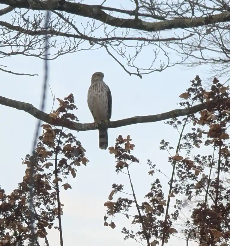 A hawk perched on a bare tree branch surrounded by dried hydrangea blooms, looking alert and serious. The overlaid text…