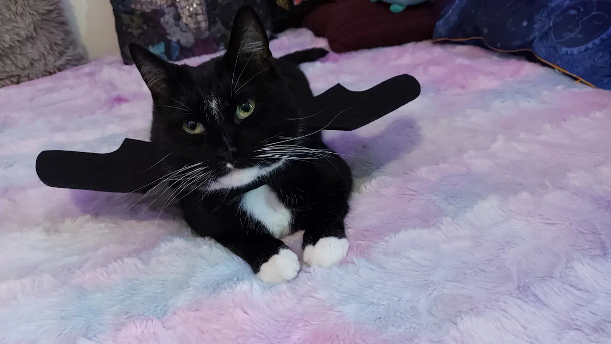 A black and white cat with green eyes lies on a fluffy pink and purple blanket, wearing black bat wings attached to its…