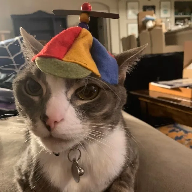 A gray and white cat with a neutral expression wears a colorful felt hat with a small wooden propeller on top, resembling a…