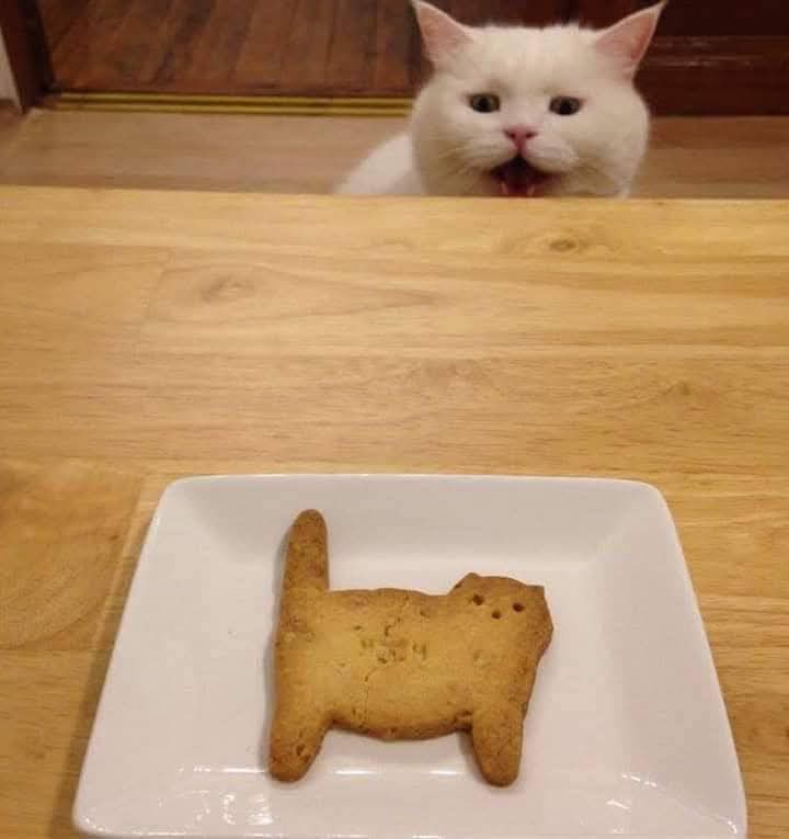 Hear That? It's Meowrrr!