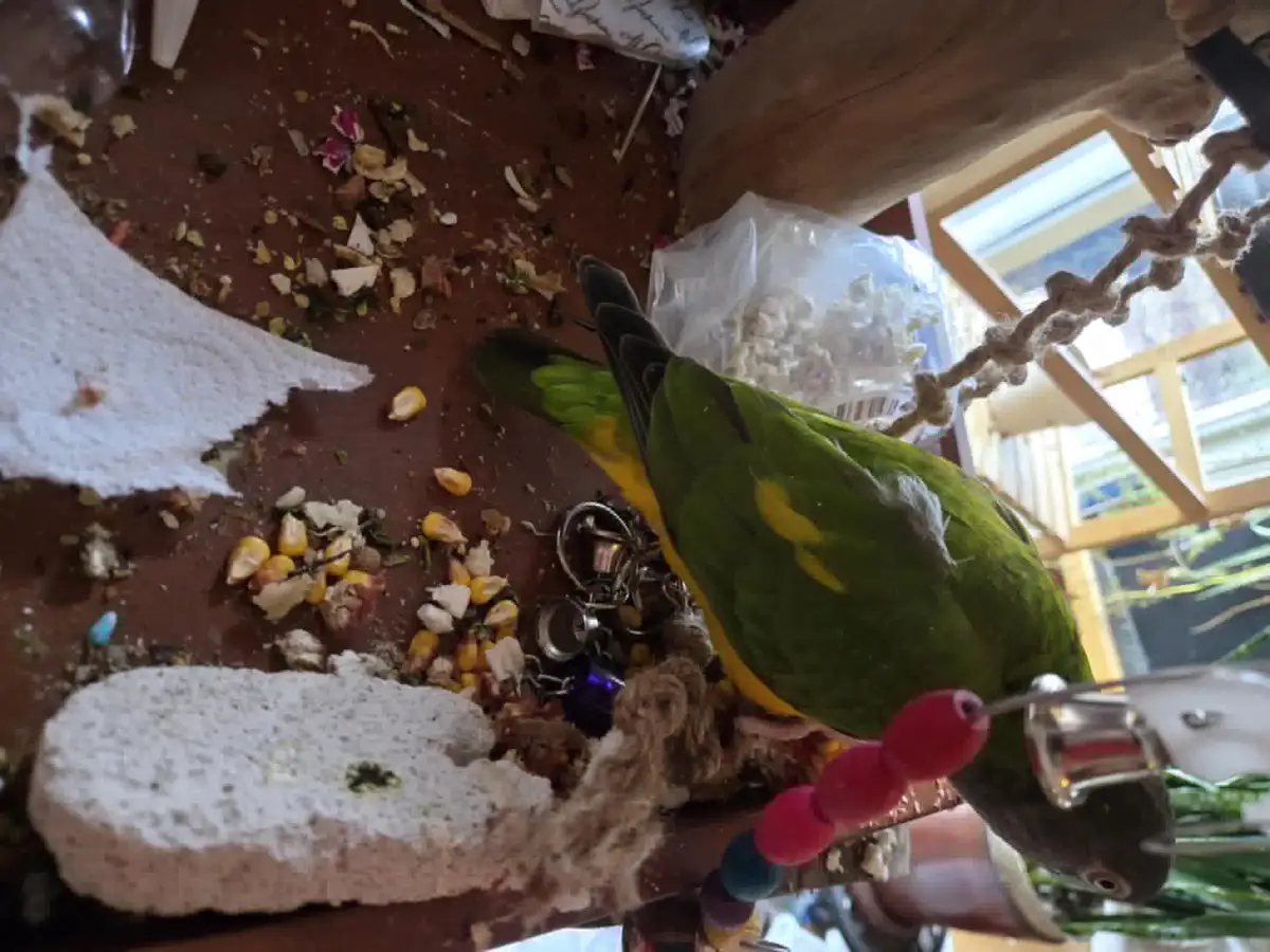 A green and yellow parrot is perched on a wooden structure inside a messy bird enclosure, surrounded by scattered seeds, a…