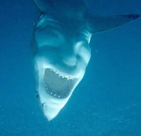 A close-up underwater photo shows a shark swimming directly toward the camera with its mouth wide open, revealing sharp…