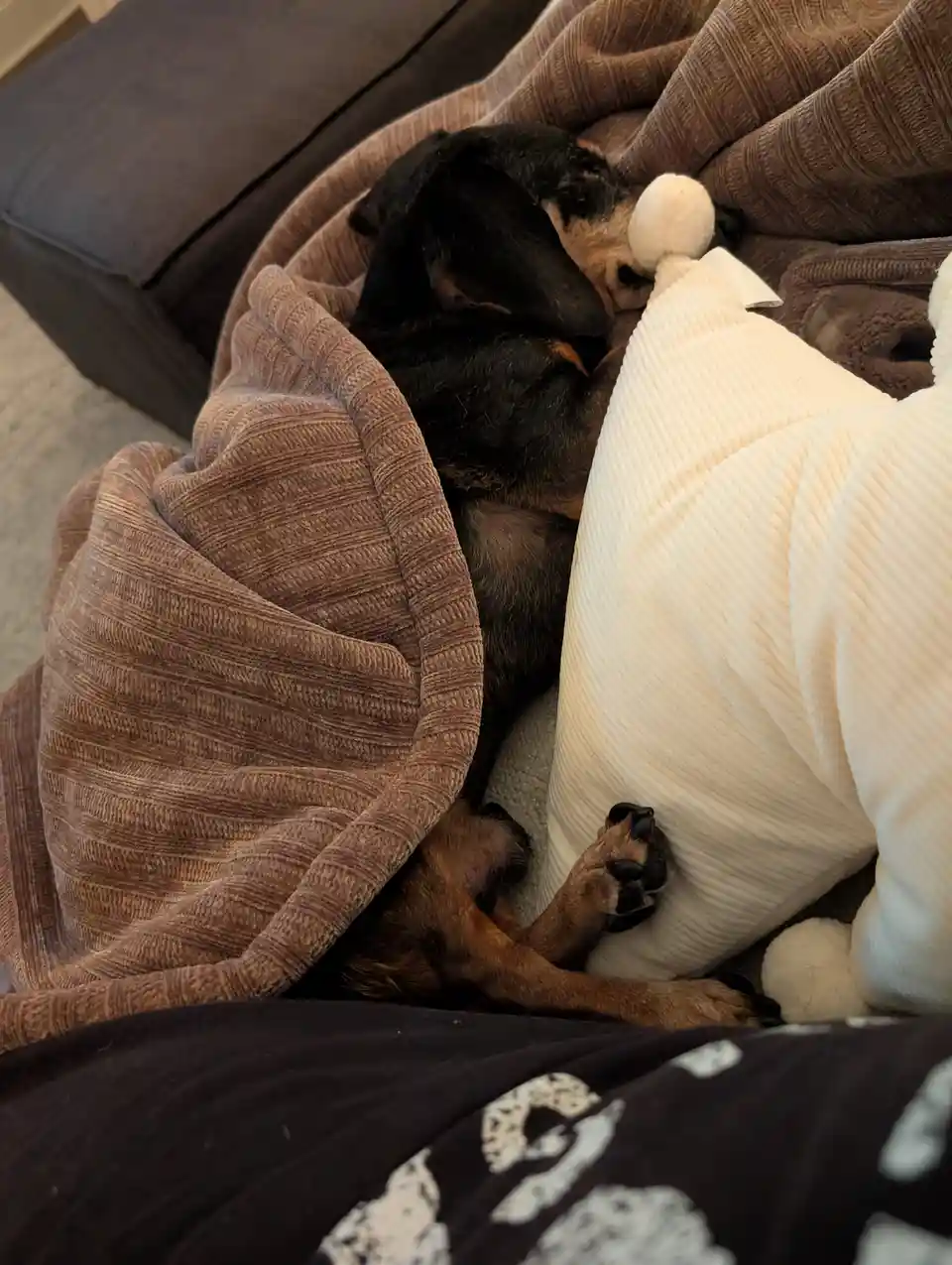A small black and tan dog is curled up asleep on a couch, partially covered by a brown corduroy blanket and snuggled against…