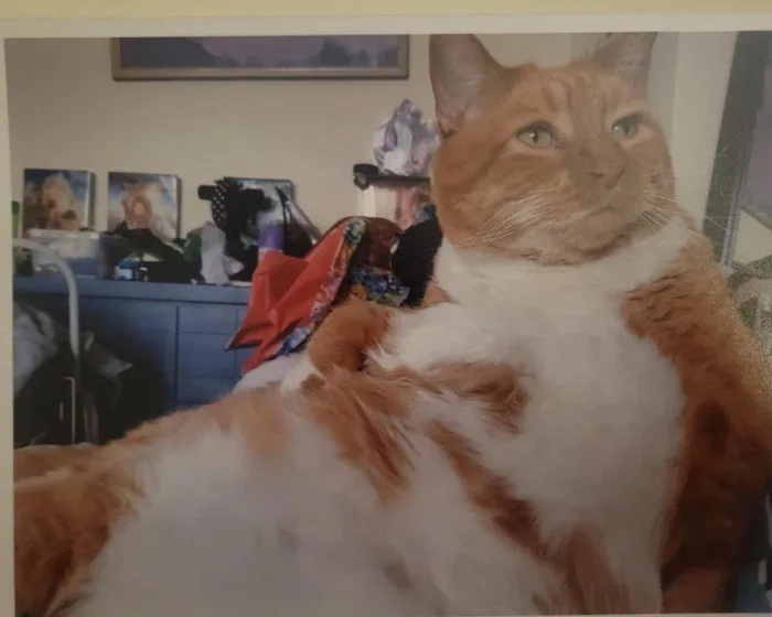 Meet Hodor: He Needs Your Support!