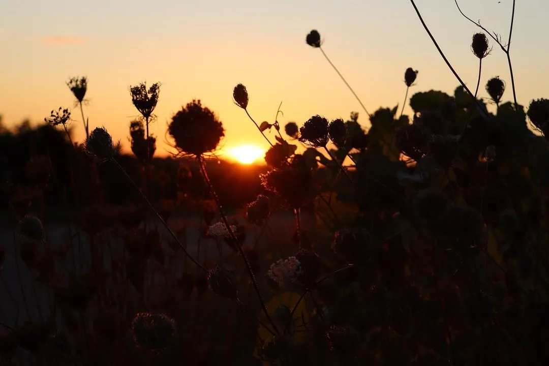 A serene sunset photo showing the silhouette of dried wildflowers and stems against a warm orange and yellow sky, with the…