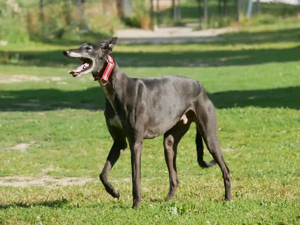 A greyhound with a red collar stands on grass, mouth open as if barking or panting, with a blurred background of greenery…