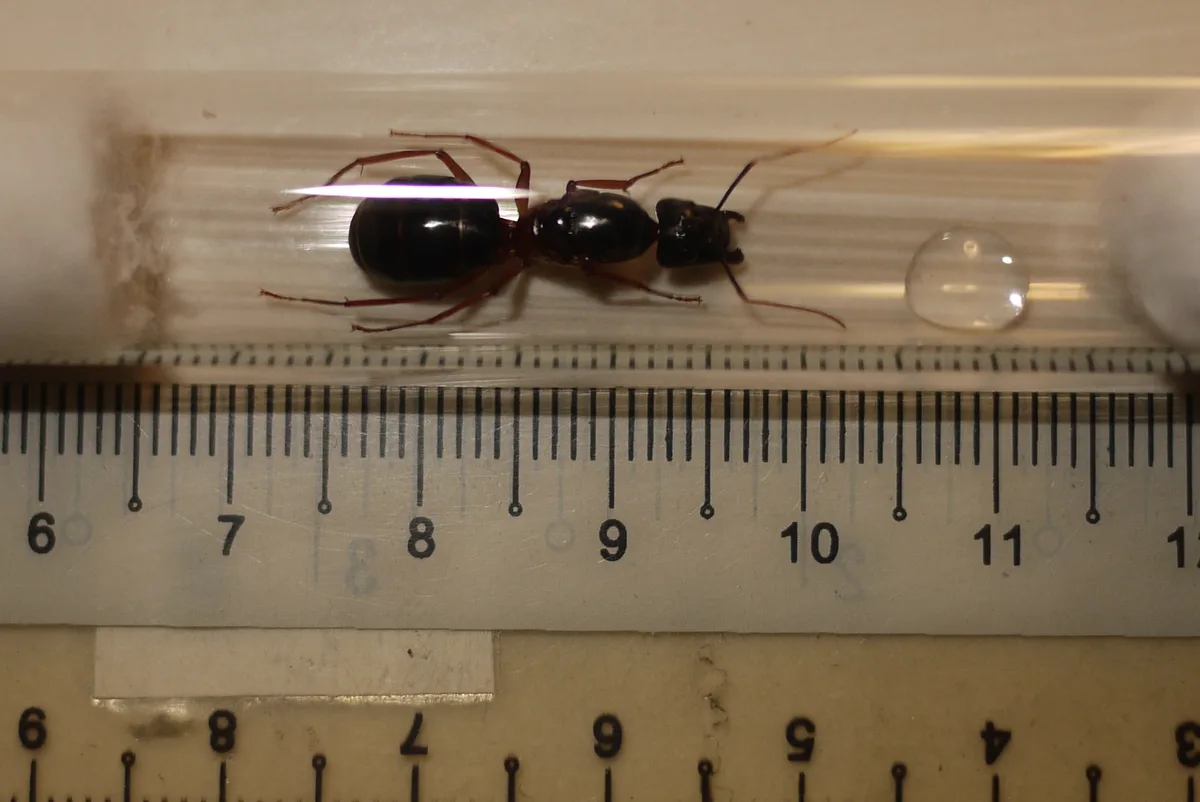 A large black ant with reddish-brown legs is inside a clear plastic tube, positioned above a ruler marked from 6 to 11. A…
