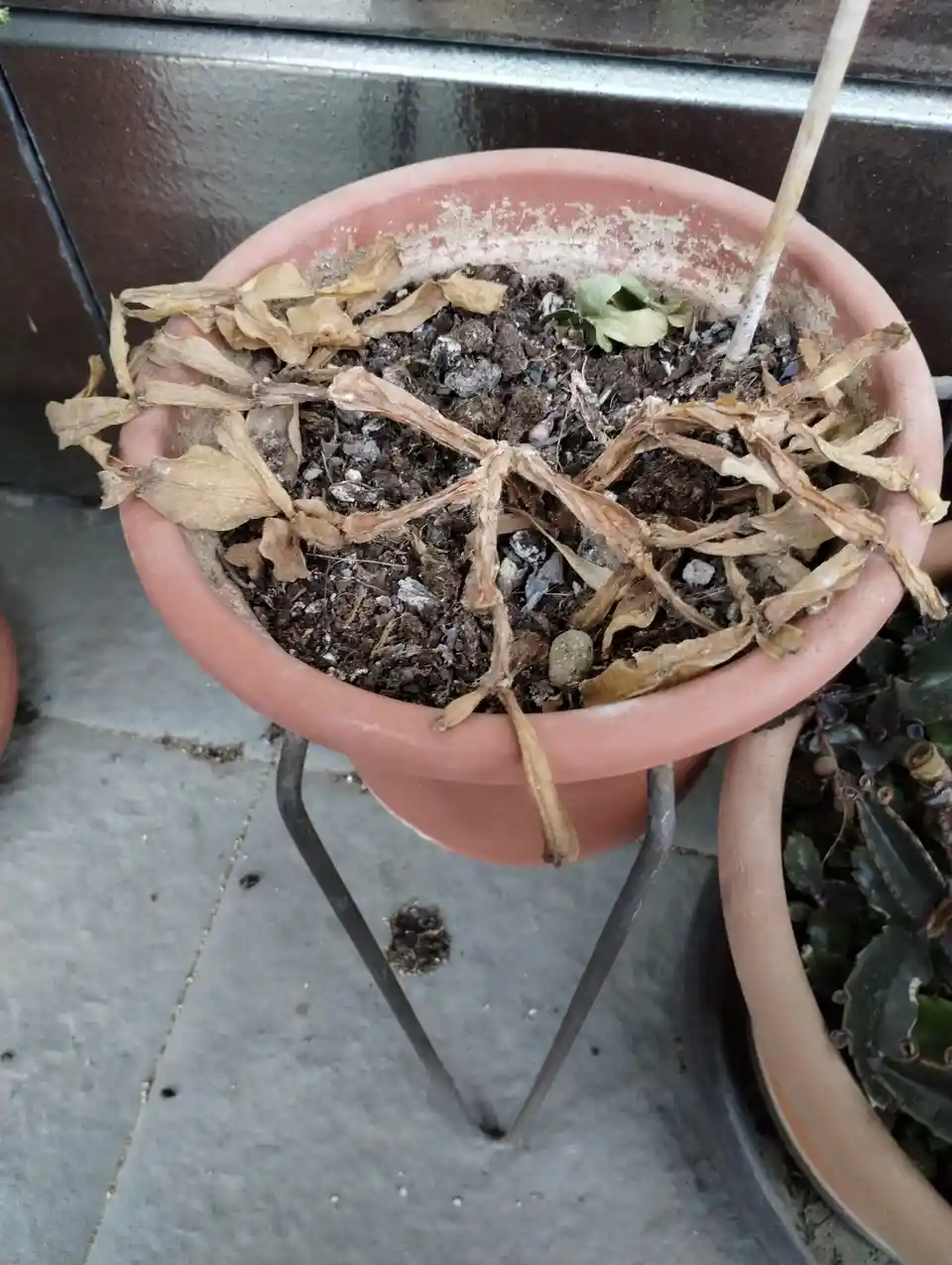 A terracotta flower pot sits on a metal stand, filled with dark soil and mostly dried, brown, withered plant stems and…