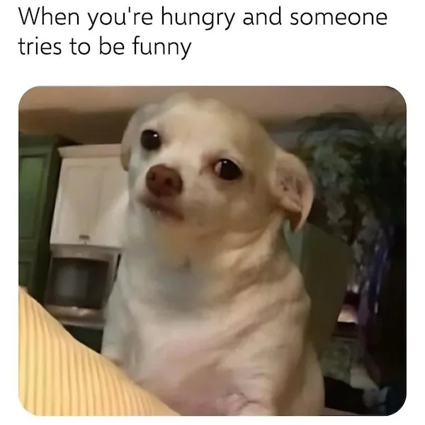 A close-up photo of a light-colored chihuahua with large, expressive eyes looking upward with a pleading or exasperated…
