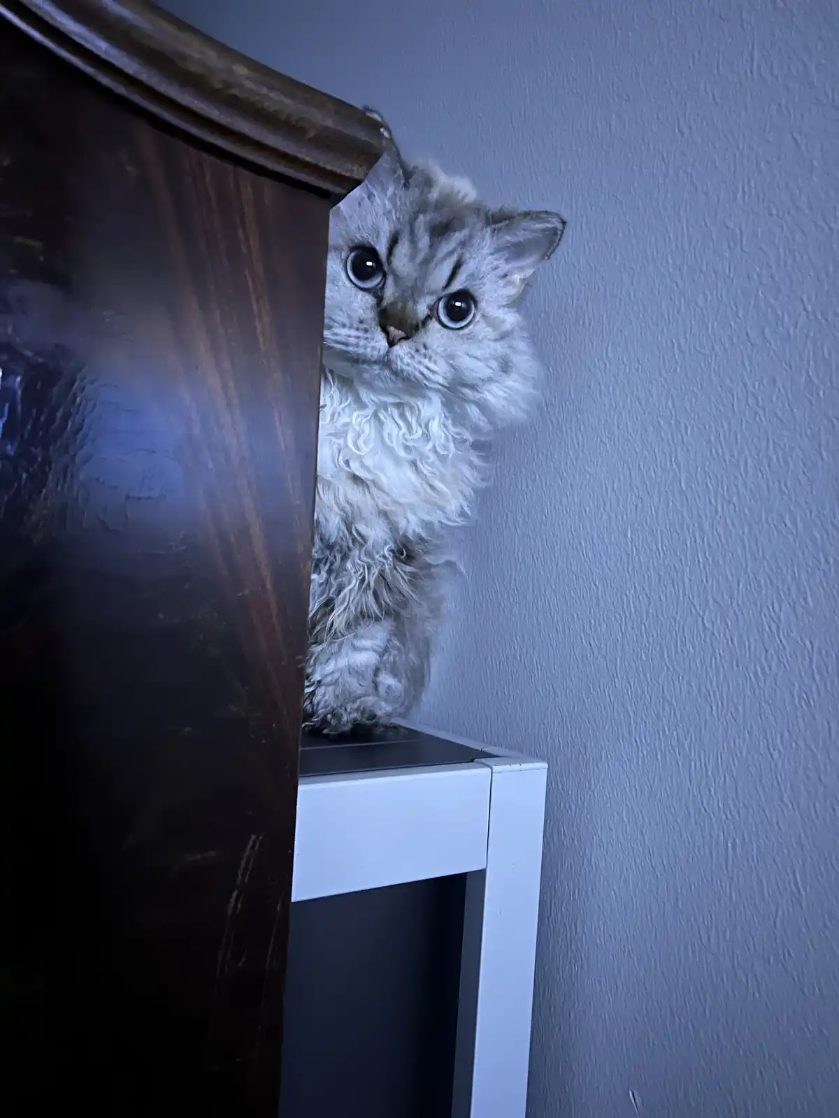A fluffy, silver tabby cat with large, wide eyes peeks out from behind a dark wooden piece of furniture, perched atop a…