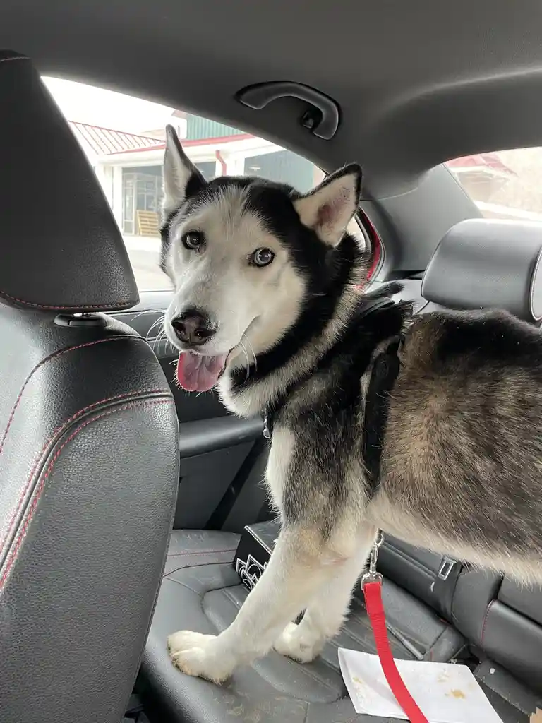 A black and white husky with blue eyes is standing in the backseat of a car, looking out the window with its tongue out. The…
