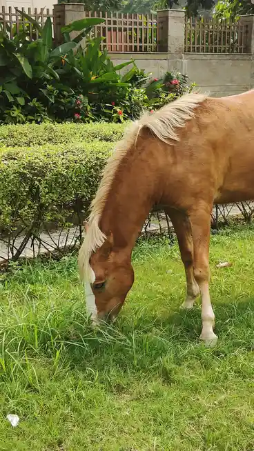Majestic Horse Captured in a Moment
