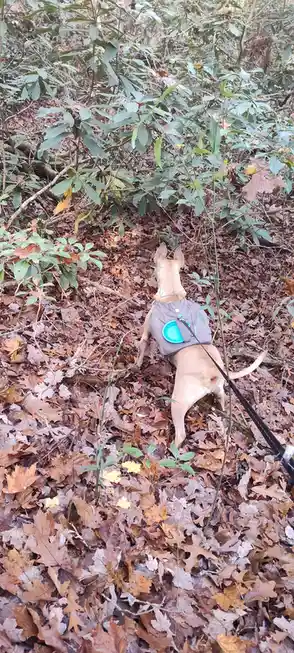 A tan dog wearing a grey harness with a blue frisbee attached walks through a forest floor covered in brown fallen leaves…