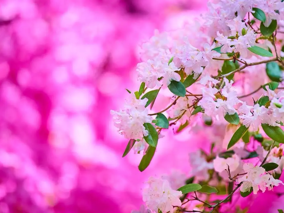 A close-up photo of delicate pink flowers with green leaves against a vibrant, blurred pink background. The image has no…