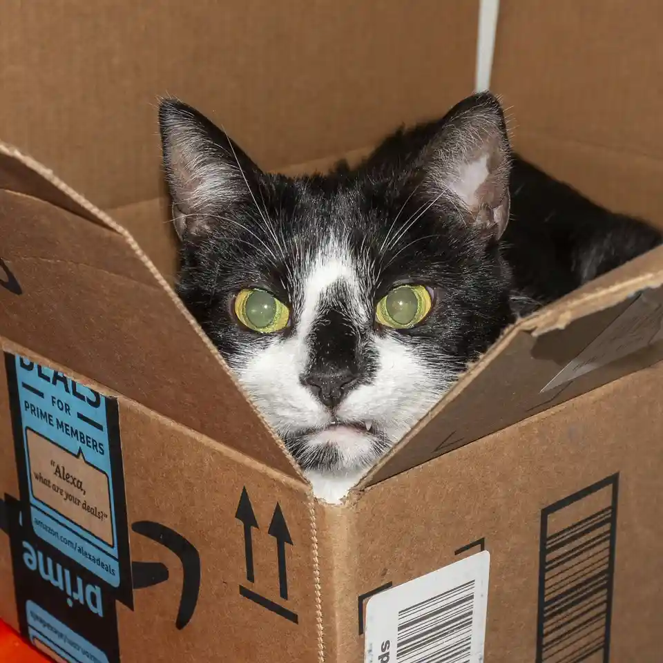 A black and white cat with striking green eyes peers out from inside an open Amazon Prime shipping box, which has visible…