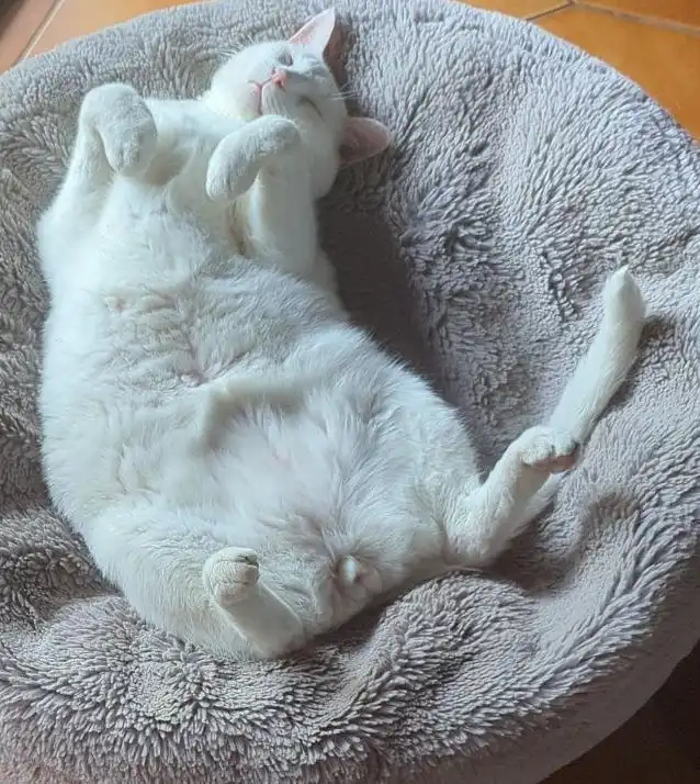 A white cat is lying on its back in a plush, grey, circular pet bed, appearing deeply relaxed with its paws up and eyes…