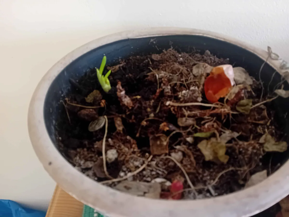 A close-up photo shows a dirty, neglected plant pot filled with soil, roots, debris, and a single small green sprout. Among…