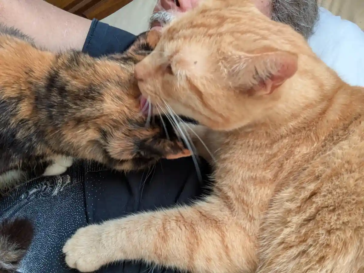 An orange tabby cat is licking another calico cat on the neck while both rest on a person's lap. The person's face is…