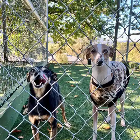 Dog Boarding Adventures in Melbourne