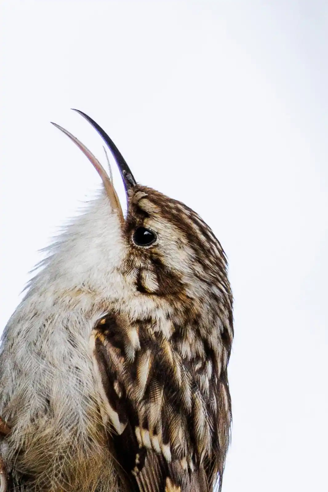 A close-up photo of a small brown and white bird, likely a woodpecker or creeper, with its beak wide open in a loud call…