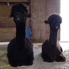 Six sequential images show two alpacas sitting side by side in a barn. The alpaca on the left gradually opens its mouth…