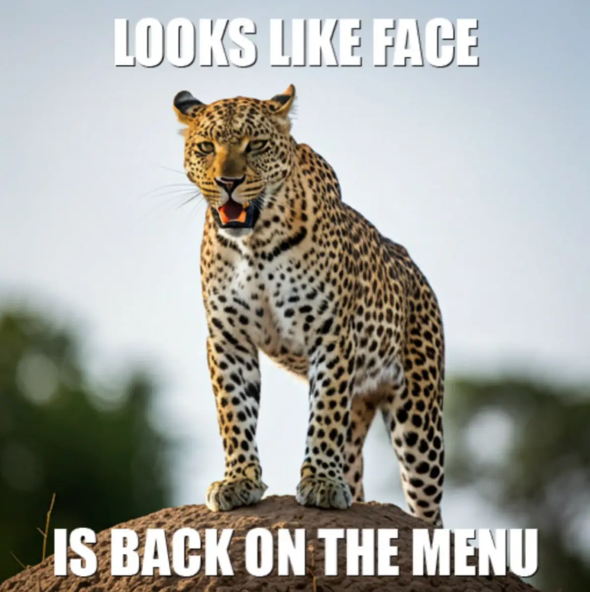 A leopard stands on a rock with its mouth open, looking directly at the camera. White bold text at the top reads 'LOOKS LIKE…