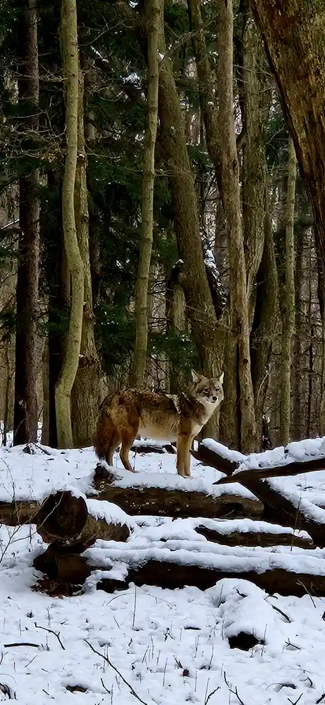 A coyote stands alert in a snowy forest with tall trees and fallen logs, looking directly at the camera. The image has the…