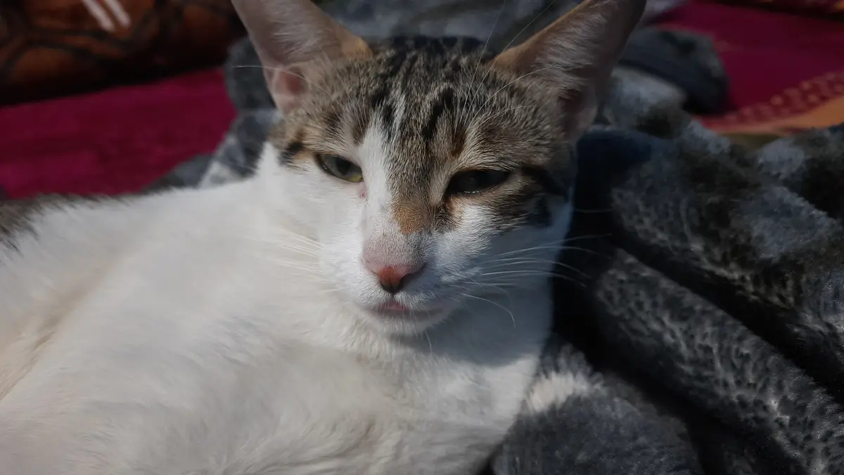 That Adorable Tongue Poking Out!