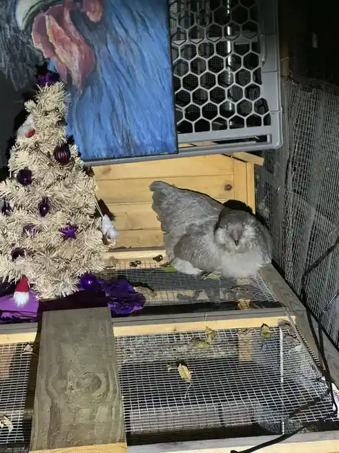 A grey pigeon is curled up sleeping inside a wire mesh cage, next to a small white artificial Christmas tree decorated with…